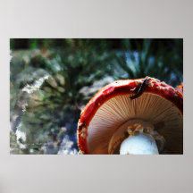 Amanite Muscaria avec le lingot Poster