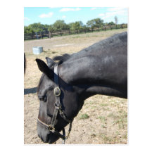 Amant de cheval cartes postales