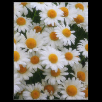 Amants de la marguerite IMG_0066 prospectus