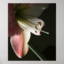 Amaryllis 2 poster