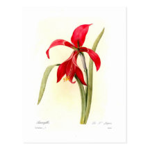Amaryllis Carte Postale