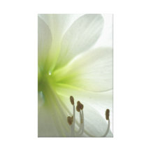 amaryllis de blanc de neige toile tendue