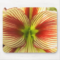 Amaryllis de papillon tapis de souris