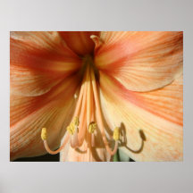 Amaryllis, objets exotiques affiches