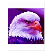 Américain chauve Eagle Cartes Postales