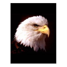 Américain Eagle d'Eagle chauve Carte Postale