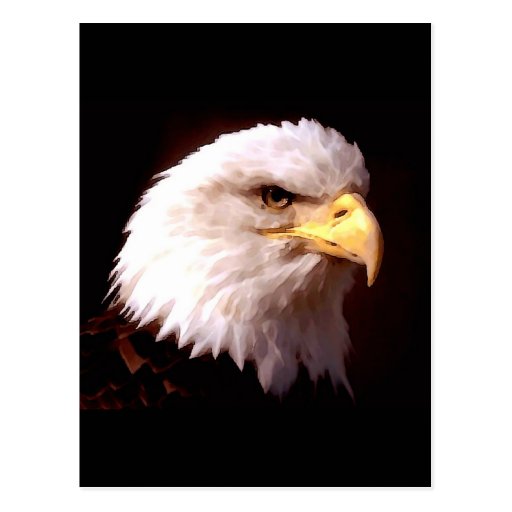 Américain Eagle d'Eagle chauve Carte Postale