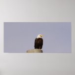 Américain Eagle Posters