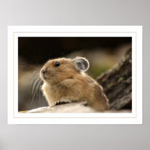 Américain Pika Posters