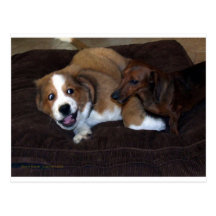 Ami et Toby : Les chiens m'entendent Cartes Postales