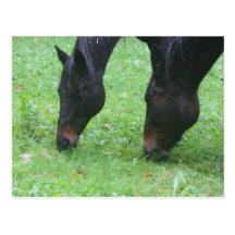 Amis de cheval frôlant la carte postale animale