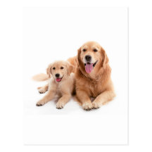 Amis de golden retriever cartes postales