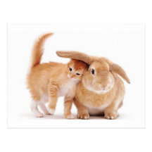 amis de lapin du chaton cute_funny_animals_8 cartes postales