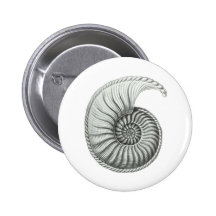 Ammonite Badges Avec Agrafe
