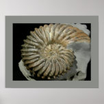Ammonite Hoplites Dentatus, Albien Poster