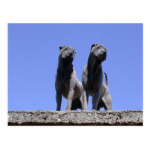 Amour… Cartes Postales