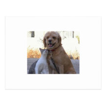 Amour de chien de chat cartes postales