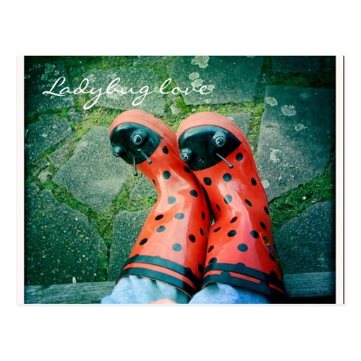 Amour de coccinelle carte postale