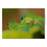 Amour de Gecko Carte De Vœux