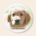 Amour de golden retriever magnets