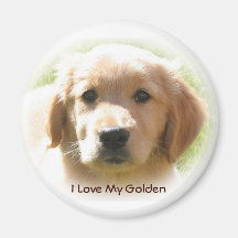 Amour de golden retriever aimant