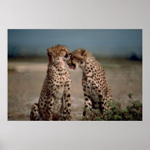 Amour de guépard affiche