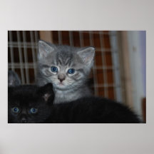Amour de Kitty Posters
