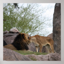 Amour de lion poster