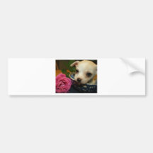 Amour rose de fleur de chiwawa autocollants pour voiture