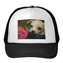 Amour rose de fleur de chiwawa casquette