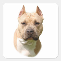 Amstaff Autocollants