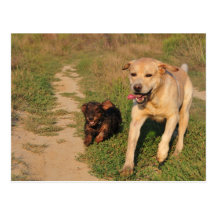 Amusement Labrador de sprint et carte postale de D