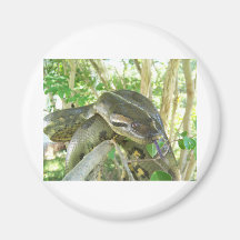 Anaconda vert aimant