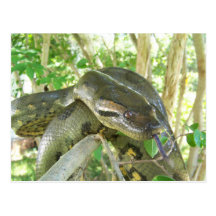 Anaconda vert cartes postales