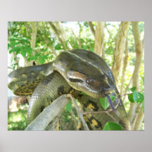 Anaconda vert affiches