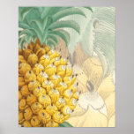 Ananas avec l'élargissement posters