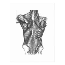 Anatomie arrière de cru carte postale