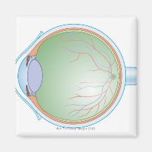 Anatomie de l'oeil humain aimants
