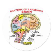 anatomie du cerveau