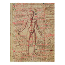Anatomie du corps humain carte postale
