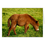 Âne de bébé carte de vœux