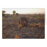 Ânes en Afrique Carte De Vœux