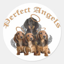 Anges parfaits de teckel autocollants ronds