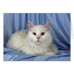 Angora turc, blanc cartes