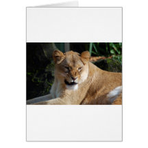 Angry Lioness Card