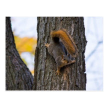 Angry squirrel/écureuil bougon cartes postales