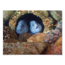 anguilles de Moray 8x10 Photo D’art