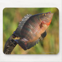 Anhinga et poissons tapis de souris