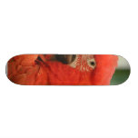 Animal de perroquet skateboard