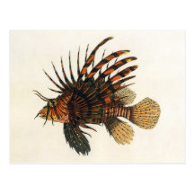 Animal marin vintage de la vie d'océan, Lionfish,  Carte Postale